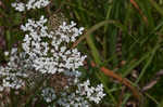 American wild carrot